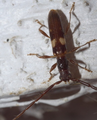 Heterachthes quadrimaculatus