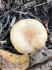 Pholiota spumosa