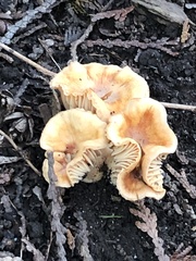 Pholiota spumosa