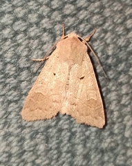 Ammoconia caecimacula