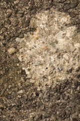 Lichinaceae