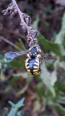 Anthidium florentinum