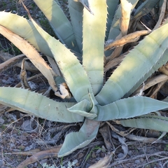 Agave asperrima
