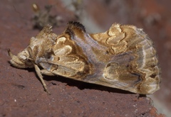 Plusiodonta compressipalpis