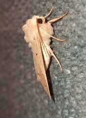 Ammoconia caecimacula