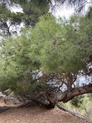 Pinus pinea
