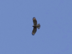 Buteo lineatus