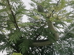 Masticophis mentovarius