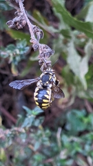Anthidium florentinum