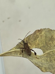 Coreidae