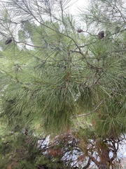 Pinus pinea