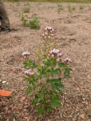 Polanisia dodecandra