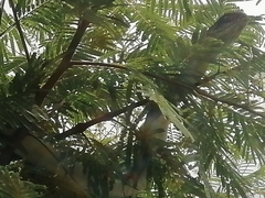 Masticophis mentovarius