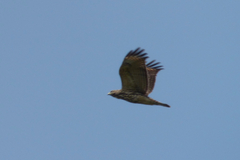 Buteo lineatus