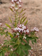 Polanisia dodecandra