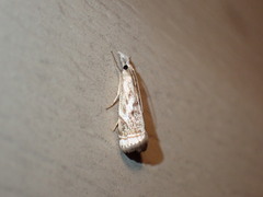 Microcrambus