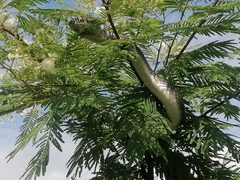 Masticophis mentovarius