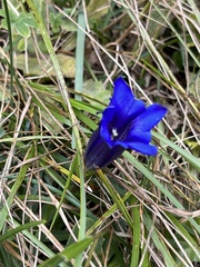 Gentiana clusii
