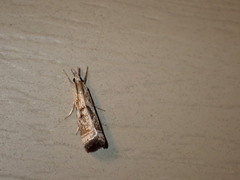 Microcrambus