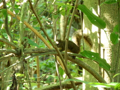 Sciurus aestuans