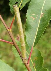 Biston betularia