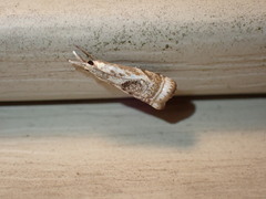 Microcrambus