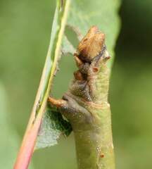 Biston betularia