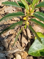 Chamaecrista nictitans