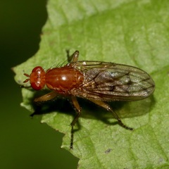 Dryomyza