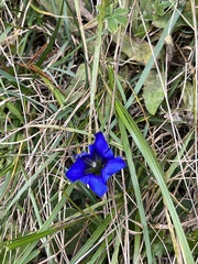 Gentiana clusii
