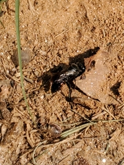 Astata