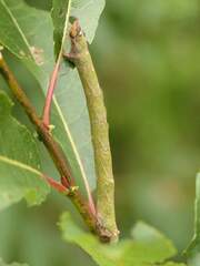 Biston betularia