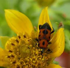 Rhodobaenus quinquepunctatus