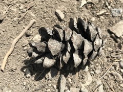 Pinus flexilis