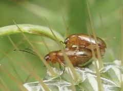 Chrysomeloidea