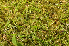 Rhytidiadelphus squarrosus