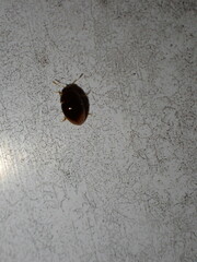 Phalacridae