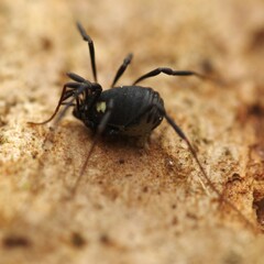 Nemastoma bimaculatum