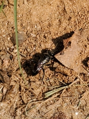 Astata