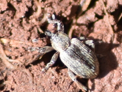 Hyperinae