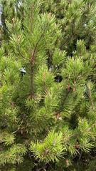 Pinus
