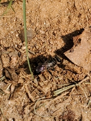 Astata