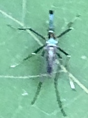 Toxorhynchites rutilus