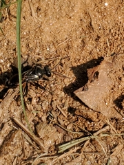 Astata