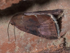 Galgula partita