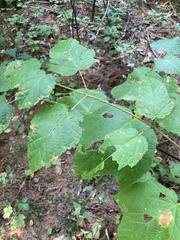 Acer pensylvanicum