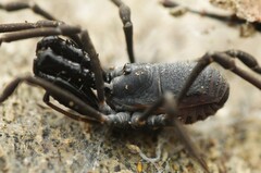 Ischyropsalis luteipes