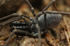 Ischyropsalis luteipes