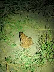 Lithobates blairi