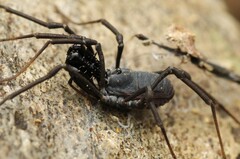 Ischyropsalis luteipes